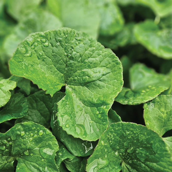 Centella Asiática Gigante