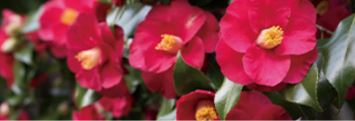 Aceite de semilla de camelia