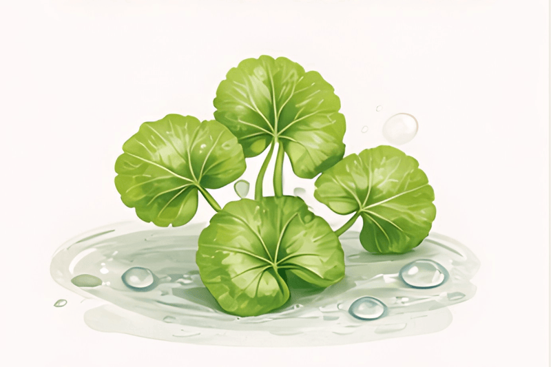 Centella asiática
