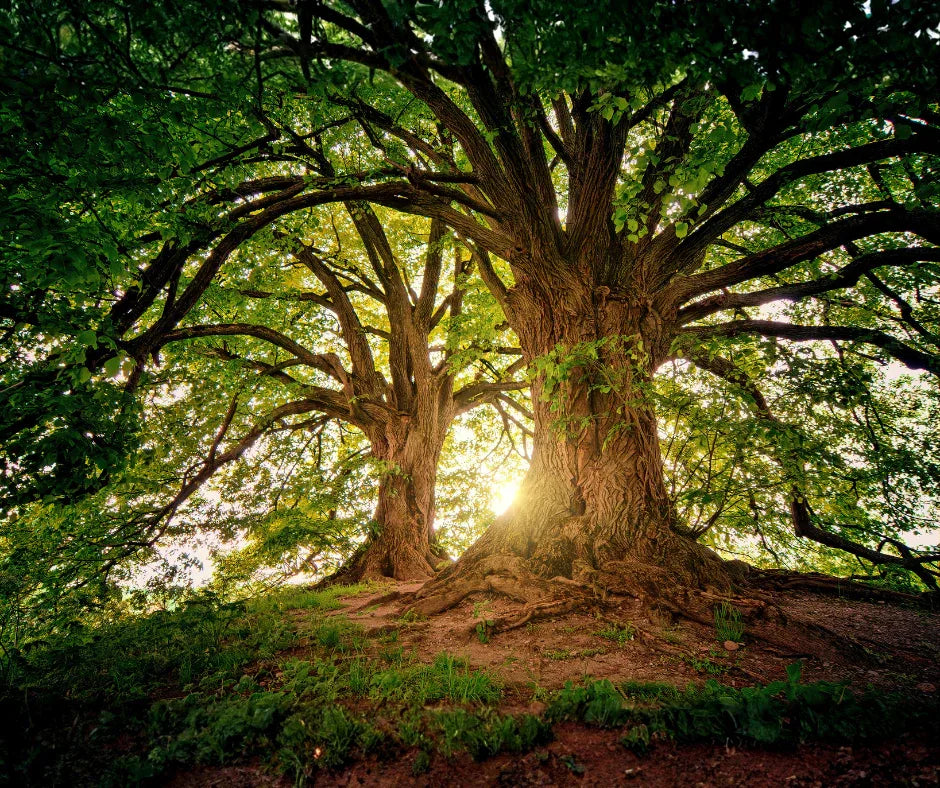 Texto_1 - Namü 나무