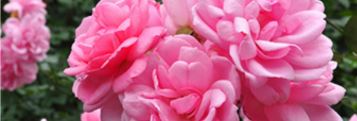 Agua de Rosa de Damasco