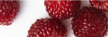 Berryflux Vita