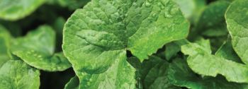 BYoungPool / Centella Asiática